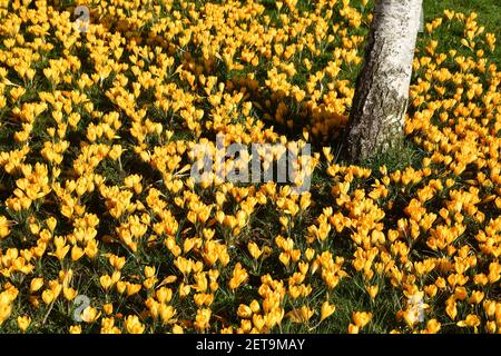 Silberne Birke umgeben von gelben Krokus bei strahlendem Sonnenschein an einem Frühlingstag im Februar. Stockfoto