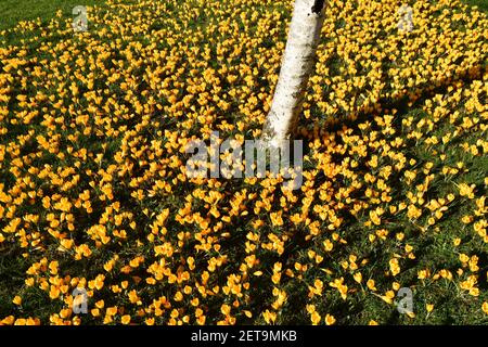 Silberne Birke umgeben von gelben Krokus bei strahlendem Sonnenschein an einem Frühlingstag im Februar. Stockfoto