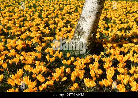 Silberne Birke umgeben von gelben Krokus bei strahlendem Sonnenschein an einem Frühlingstag im Februar. Stockfoto