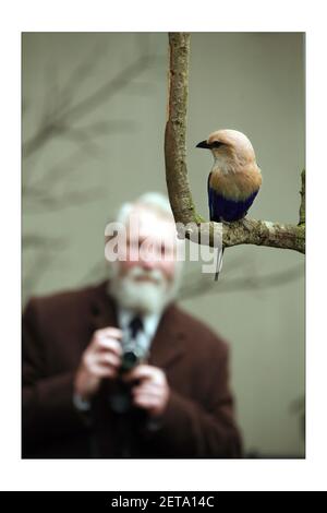 Blauer Bauchige Roller....... London Zoo eröffnete sein neu restauriertes tropisches Vogelhaus nach 1 Jahren Restaurierungsarbeiten, die 2,5 Millionen GBP kosten. Das 1883 errichtete viktorianische Gebäude wurde ursprünglich 1927 von einem Ziegelhaus zu einem Vogelhaus umgebaut. Die Ausstellung ist nach der Familie Blackburn benannt, die den Zoo Anfang 1990s unterstützte, als der Zoo geschlossen wurde.der Pavillon beherbergt mehr als 50 verschiedene Vogelarten, darunter Tukane, Stare, Kookaburras, Lovebirds, Und Kolibris (der einzige Ort in Th Stockfoto