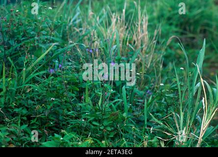 Romney Manor St. kitts Gras und lila Blumen Stockfoto