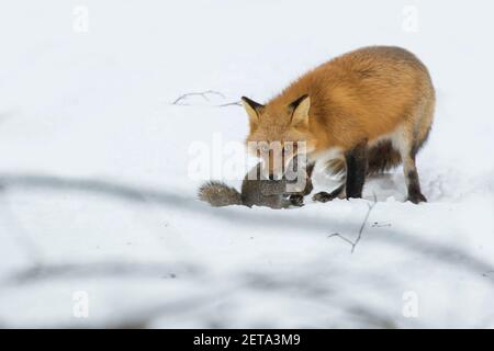 Rotfuchs auf der Jagd nach Tintenfischern im Winter Stockfoto