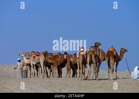 Dubai VAE Kamele in der Wüste Stockfoto