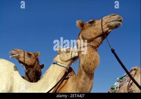 Dubai VAE Kamele in der Wüste Stockfoto