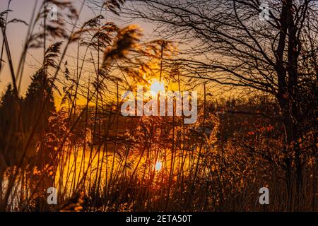 Orangefarbener Sonnenuntergang, der durch das Gras scheint, liest sich auf dem Fluss bank Stockfoto