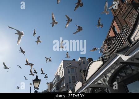 Eine Schar Möwe fliegt von einer Terrasse mit Bögen Gegen einen blauen Himmel Stockfoto