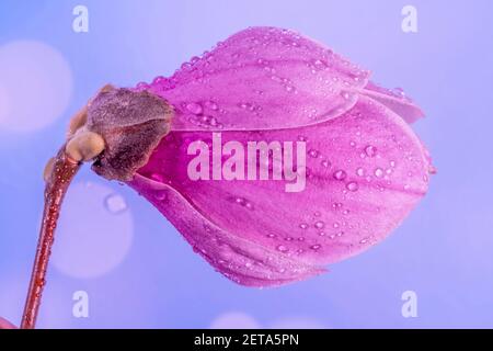 Nahaufnahme von Regentropfen auf einer großen Magnolienblume, selektiver Fokus. Hellviolettes Bokeh verschwommener Hintergrund. Hochwertige Fotos Stockfoto