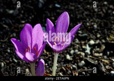 Crocus (englischer Plural: Crocuses oder croci) ist eine Gattung von blühenden Pflanzen in der Familie der Iris, die 90 Arten von Stauden umfasst, die aus Kormen wachsen. Stockfoto