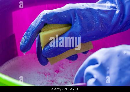 Ein lilafarbener Plastikeimer mit Reinigungslösung und die Hände einer Frau in blauen Schutzhandschuhen, die einen Schwamm halten. Stockfoto