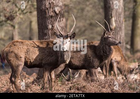 Hirsche (Cervus elaphus) Stockfoto
