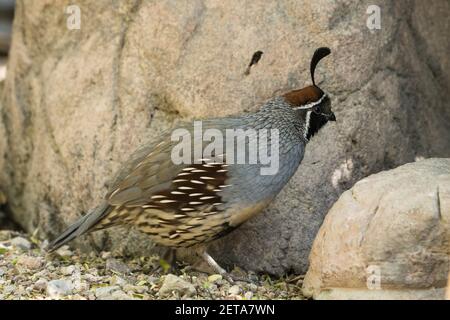 Gambelis Wachtel, Callipepla gambelii, ist eine kleine Wachtel, die in der Wüste südwestlich der USA und im Nordwesten Mexikos lebt. Stockfoto