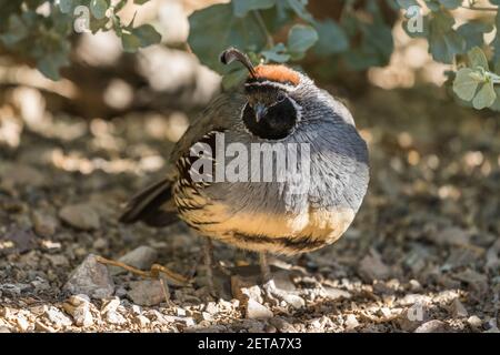 Gambelis Wachtel, Callipepla gambelii, ist eine kleine Wachtel, die in der Wüste südwestlich der USA und im Nordwesten Mexikos lebt. Stockfoto