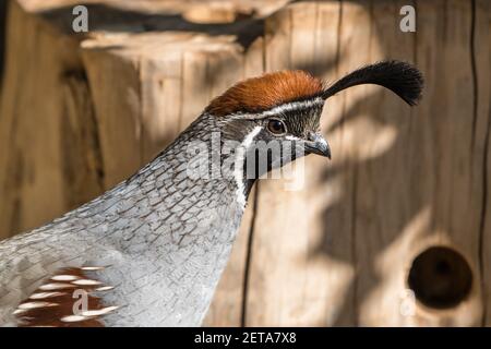 Gambelis Wachtel, Callipepla gambelii, ist eine kleine Wachtel, die in der Wüste südwestlich der USA und im Nordwesten Mexikos lebt. Stockfoto