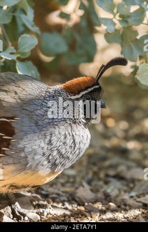 Gambelis Wachtel, Callipepla gambelii, ist eine kleine Wachtel, die in der Wüste südwestlich der USA und im Nordwesten Mexikos lebt. Stockfoto