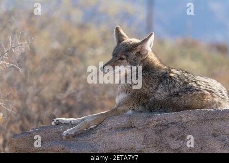 A Coyote, Canis latrans, im Arizona Sonoran Desert Museum in der Nähe von Tucson, Arizona. Stockfoto