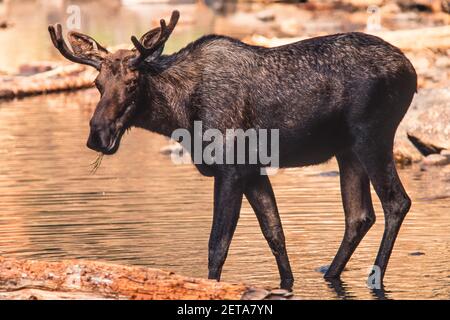 Ein junger Bullenelch, der im Salmon River in der Frank Church - River of No Return Wilderness in Idaho, USA, Wasserpflanzen füttert. Stockfoto