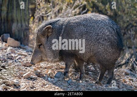 A Collared Peccary, Pecari tajacu, im Arizona Sonoran Desert Museum in der Nähe von Tucson, Arizona. Stockfoto