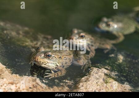 Tiefland Leopard Frogs, Lithobates yavapaiensis, im Arizona Sonoran Desert Museum. Stockfoto