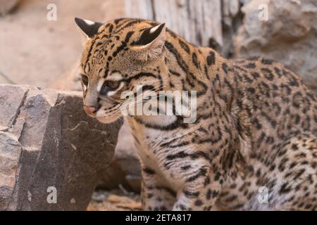 Der Ocelot, Leopardus pardalis, ist im Südwesten der USA, durch Mexiko und Mittel- und Südamerika beheimatet. Stockfoto