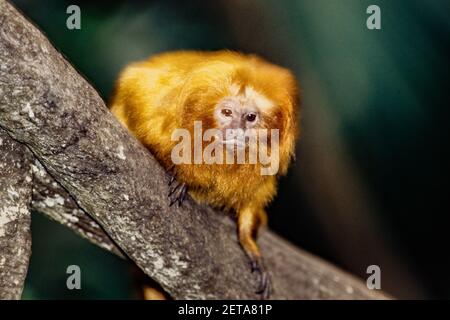Der Goldene Löwe Tamarin oder Golden Marmoset - Leontopithecus rosalia, ist ein winziger, Eichhörnchen-großer Affe. Sie sind endemisch in Brasilien. Stockfoto