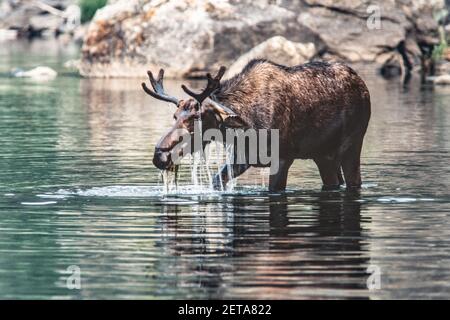Ein junger Bullenelch, der im Salmon River in der Frank Church - River of No Return Wilderness in Idaho, USA, Wasserpflanzen füttert. Stockfoto