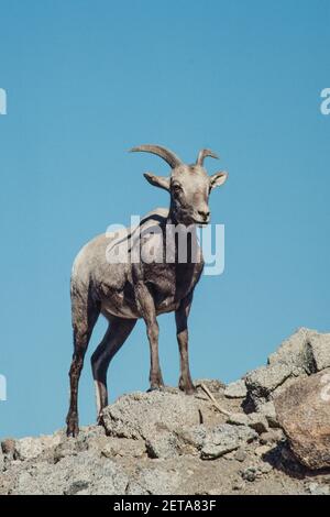 Ein weibliches Desert Bighorn Schaf in den zerklüfteten Wüstenbergen der Sonoran Wüste in Südkalifornien. Stockfoto