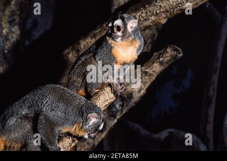 Der peruanische Nachtaffen oder Douroucouli, Aotus miconax, ist eine bedrohte Art des nächtlichen Affen der Neuen Welt. Stockfoto