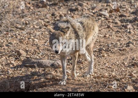 A Coyote, Canis latrans, im Arizona Sonoran Desert Museum in der Nähe von Tucson, Arizona. Stockfoto