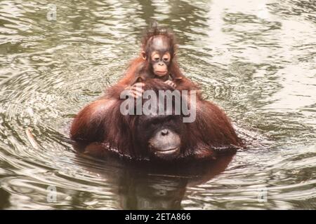 Ein Baby Bornean Orangutan, Pongo pygmaeus, reitet auf dem Rücken seiner Mutter, während sie in einem Pool im Zoo von Singapur wadet. Stockfoto