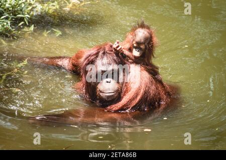 Ein Baby Bornean Orangutan, Pongo pygmaeus, reitet auf dem Rücken seiner Mutter, während sie in einem Pool im Zoo von Singapur wadet. Stockfoto