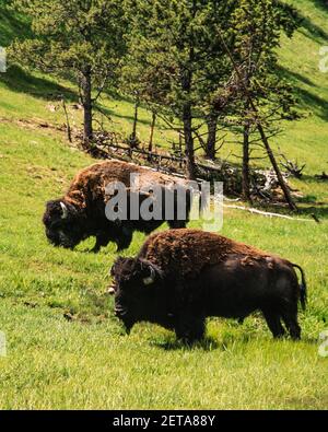 Zwei Bison Bullen grasen auf einer Wiese im Yellowstone Nationalpark in Wyoming, USA. Stockfoto