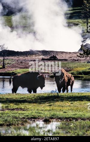 Zwei Bisons vor einem dampfenden Geysir im Yellowstone National Park in Wyoming, USA. Stockfoto