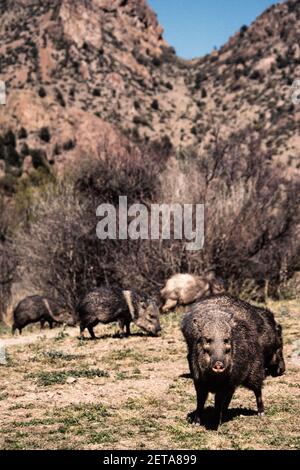 Halsbandpeccaries in den Chisos Mountains im Big Bend National Park im Westen von Texas entlang der Grenze zu Mexiko. Stockfoto