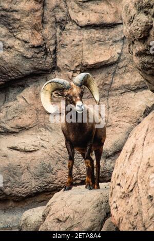 Ein reifer Big Horn Schaframm im Arizona Sonoran Desert Museum in der Nähe von Tucson, Arizona. Stockfoto