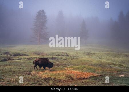 Im Yellowstone National Park in Wyoming, USA, grast ein Bisonbulle im Nebel. Stockfoto