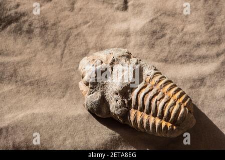 Fossil - ein Devon-Tribolit aus Marokko Stockfoto