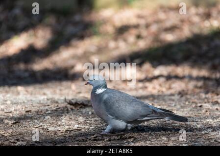 Waldtaubenwandern Stockfoto