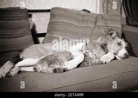 1950S FREUNDE CAT UND HUND SCHLAFEN ZUSAMMEN AUF EINER COUCH HUND HAT SEINE VORDERPFOTE UM DIE TABBY CAT - D1782 HAR001 HIRSCH TABBY SÄUGETIERE SCHLÄFRIG SEIN NAPPEN UND ECKZÄHNE KATZENPFOTE POOCH KONZEPTUELL FREUNDLICHE KATZEN MUTT WAFFENSTILLSTAND HUNDE-KOOPERATION KITTY SÄUGETIER ENTSPANNUNG ZWEISAMKEIT SCHWARZ UND WEISS KUMPELS HAR001 ALT MODISCHER WAFFENSTILLSTAND Stockfoto