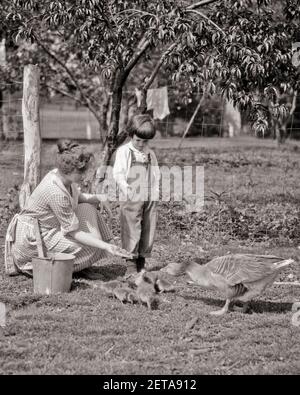 1920S FRAU MUTTER HÄLT DIE HAND, UM GÄNSEGEBURTEN ZU FÜTTERN MIT EINEM KLEINEN SOHN AN IHRER SEITE UND EINER MUTTER MIT GÄNSE SCHUTZMODUS - G350 HAR001 HARS JUNGE ERWACHSENE SÖHNE FREUDE LIFESTYLE VÖGEL WEIBCHEN LAND HAUS LEBEN KOPIEREN RAUM VOLLER LÄNGE HALBE LÄNGE DAMEN PERSONEN PFLEGE LANDWIRTSCHAFT FUTTER MÄNNCHEN LANDWIRTSCHAFT B & W SCHUTZFLÜGEL GANS HIGH ANGLE UND AUFREGUNG KONZEPTIONELLE WIRBELTIERE WARMBLÜTIGE BAUERNHOF FRAU GEFIEDERTE GÄNSE WACHSTUM JUVENILES MODUS MÜTTER ZWEISAMKEIT GEFLÜGELTEN JUNGEN ERWACHSENEN FRAU ZWEIBEINER SCHWARZ UND WEISS KAUKASISCHEN ETHNIZITÄT EI-LEGEFARM HAR001 ALTMODISCH Stockfoto