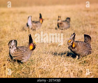 1970s VIER BOOMENDE MÄNNCHEN GREATER PRAIRIE HÜHNER Tympanuchus cupido VÖGEL LEKKING WÄHREND DES PAARUNGSRITUALS NORDAMERIKA - KB10657 LAN001 HARS ALTMODISCH Stockfoto