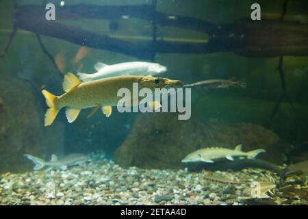 Die Muskellunge (Esox masquinongy) unter Wasser Stockfoto