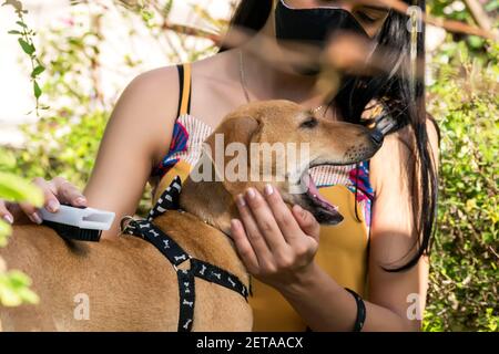 Junge kubanische Frau putzt ihr Hund´s Haar in der Garten Stockfoto