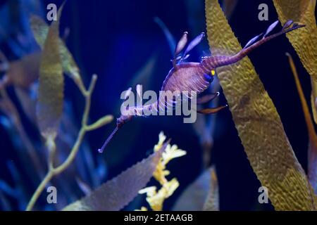 Gemeiner Seadragon oder weedy Seadragon (Phyllopteryx taeniolatus) Stockfoto