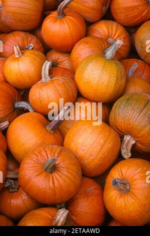 1990S HAUFEN GEERNTETER KÜRBISSE IM GESAMTBILD - KH10339 LGA001 HARS OKTOBER 31 HERBSTLAUB GEERNTET ALTMODISCH DARSTELLUNG Stockfoto