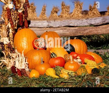 1970S HERBSTERNTE ANORDNUNG DER KÜRBISSE KÜRBISSE KÜRBIS UND MAIS DURCH SPLIT RAIL ZAUN MAISFELD JENSEITS - KH6913 HAR001 HARS DANKBAR OKTOBER FÜLLE KÜRBISSE WACHSTUM NOVEMBER SAISONALEN HERBST LAUB HAR001 ALTMODISCH Stockfoto