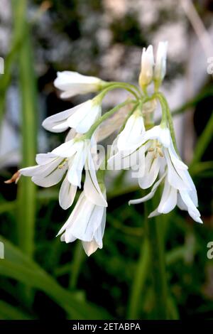 Allium triquetrum dreieckiger Lauch – weiße glockenförmige Blüten mit grünen Linien und Zwiebelgeruch, März, Januar, England, Stockfoto