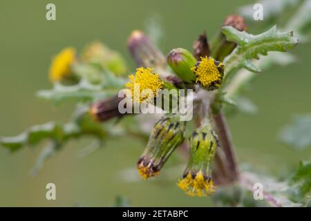 Makroaufnahme einer Gemeine Grosselpflanze (senecio vulgaris) Stockfoto