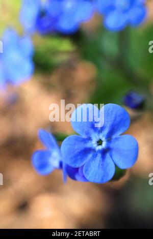 Brunnera macrophylla ‘Green Gold’ Great Forget-Me-Not Green Gold – Sprays von leuchtend blauen Blüten mit abgerundeten Blütenblättern, März, England, Großbritannien Stockfoto