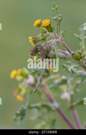 Makroaufnahme einer Gemeine Grosselpflanze (senecio vulgaris) Stockfoto