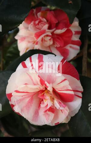 Camellia japonica ‘Tricolor’ Tricolor Kamelie – weiße Blüten mit starken unregelmäßigen rosa und roten Streifen, März, England, Großbritannien Stockfoto